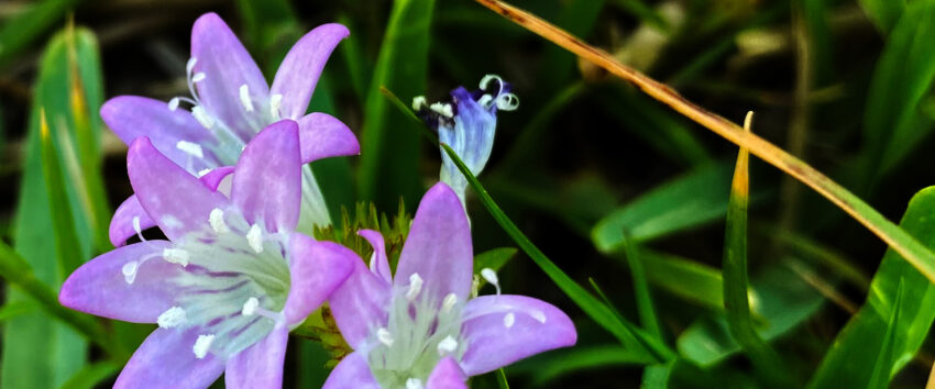 In the Weeds