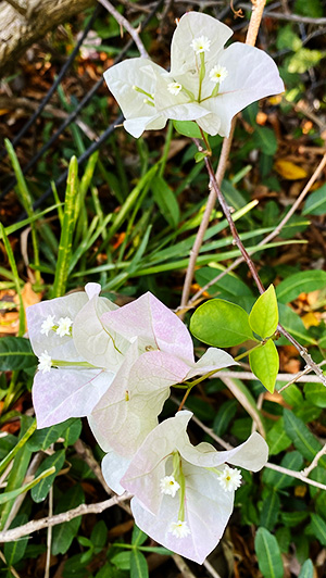 White Flower Weed