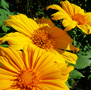 Yellow Flower Weed