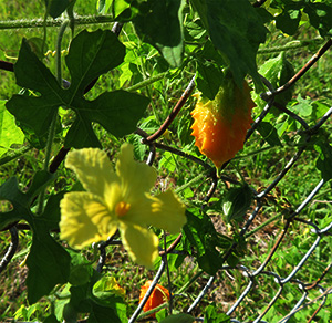 Orange Fruit Weed