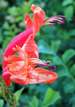 Red Flower Weed