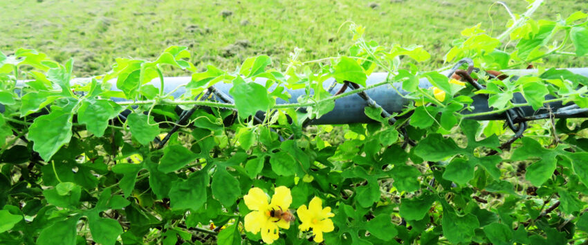 Flowers and a bee on a chain link fence